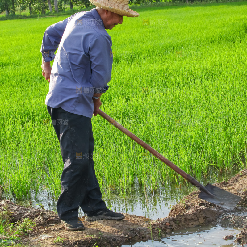农民在田里插秧