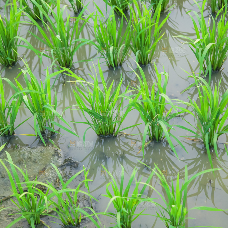 农田里种植的水稻