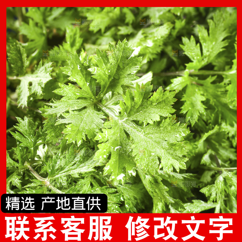 手里拿着新鲜艾草