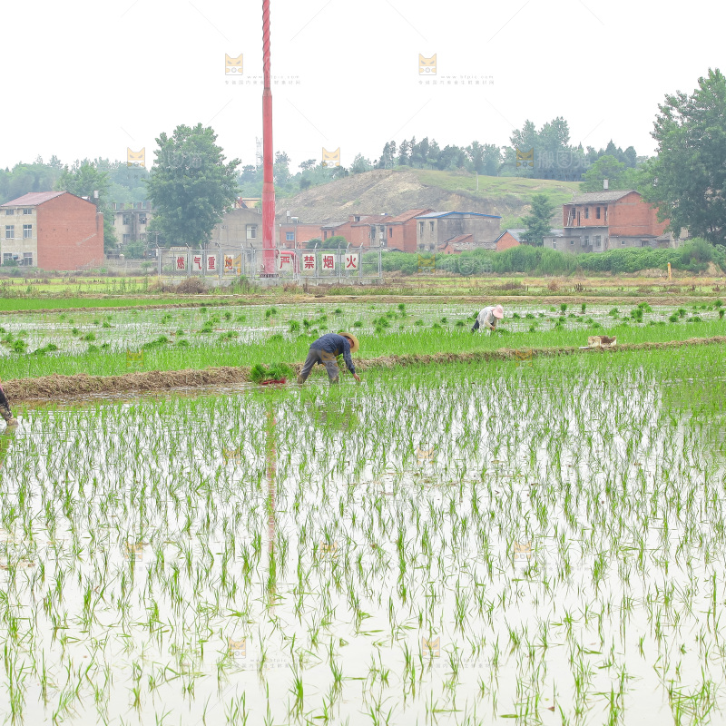 农民在田里插秧