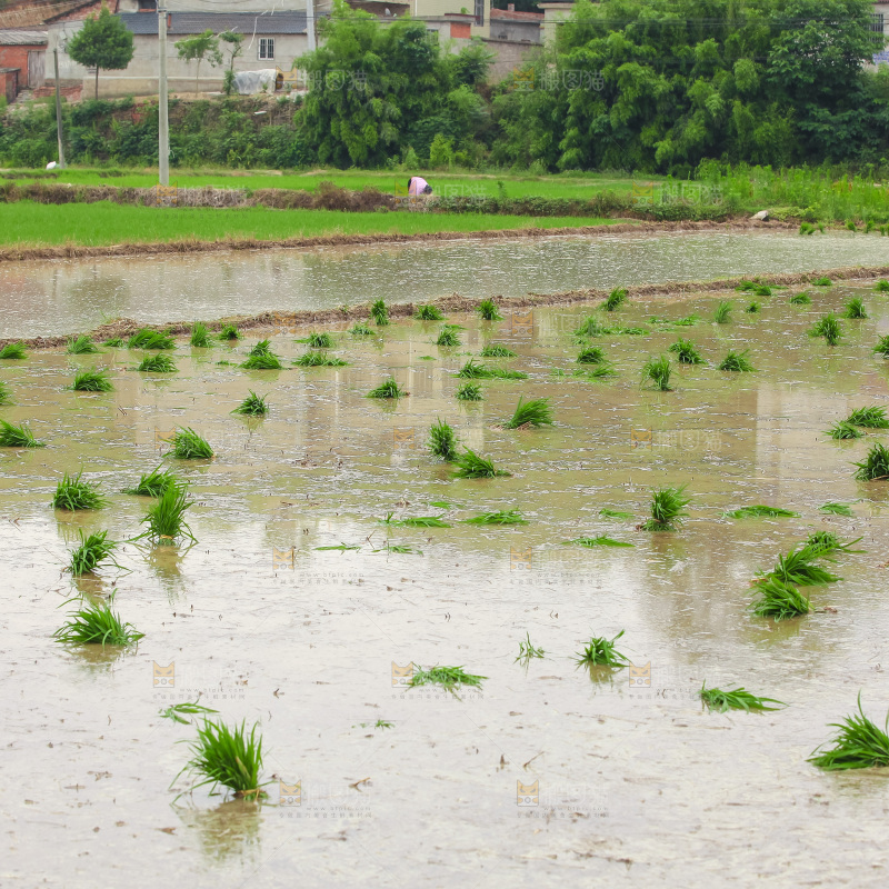农民在田里插秧