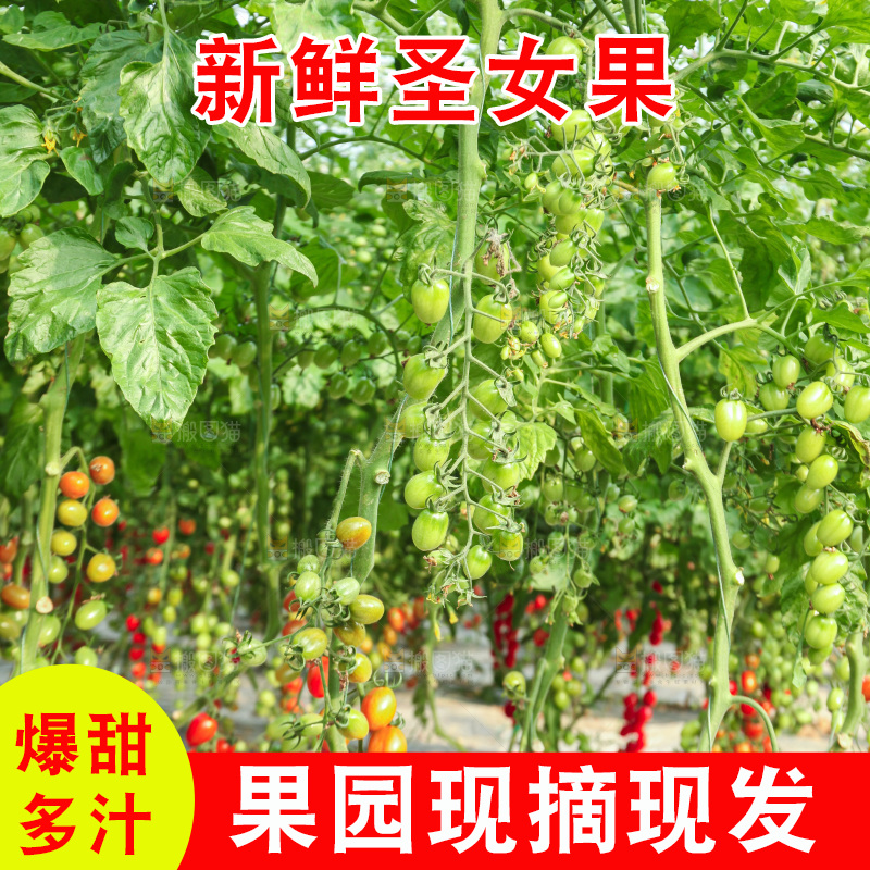 番茄藤上的小番茄