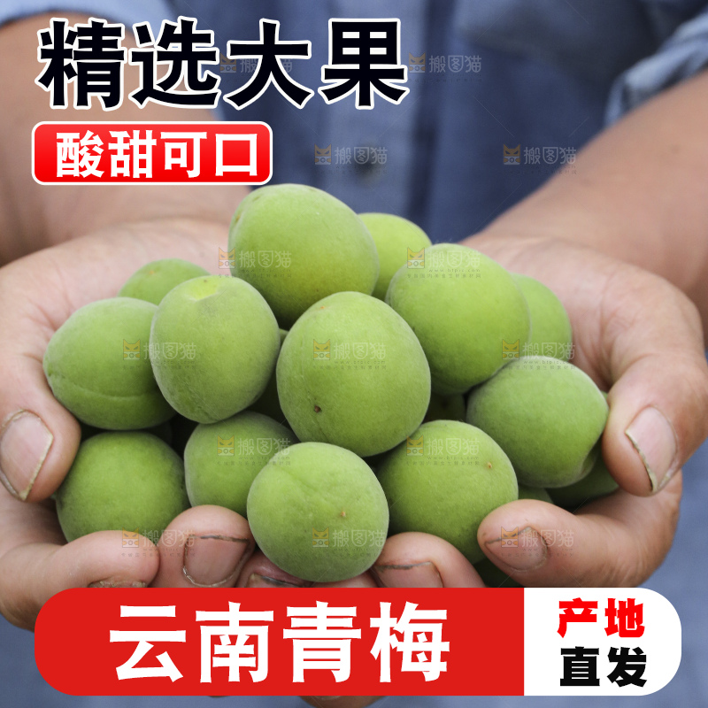 手里拿着新鲜青梅