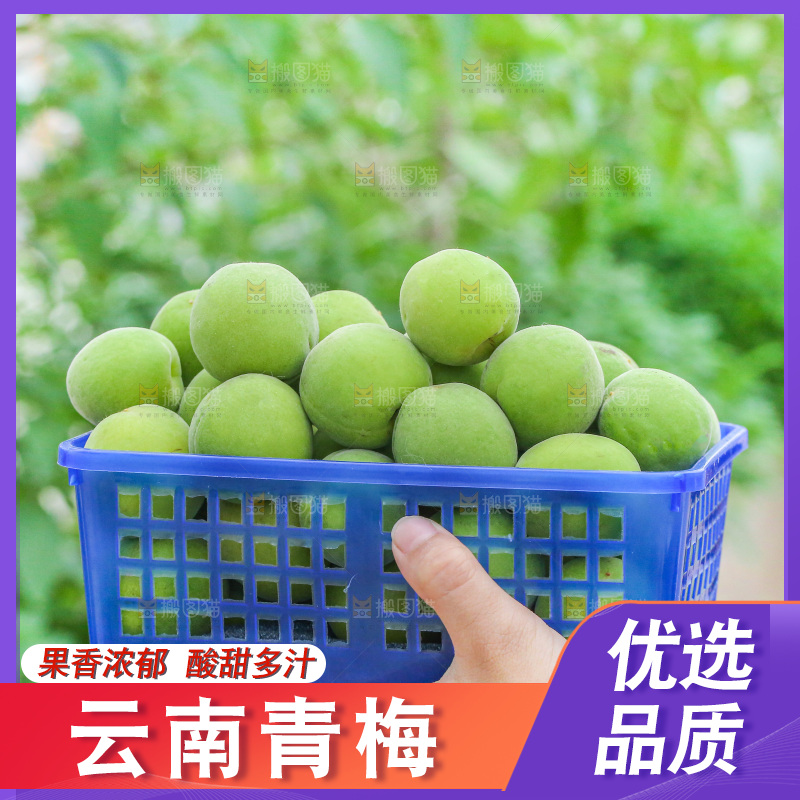 手里拿着新鲜青梅