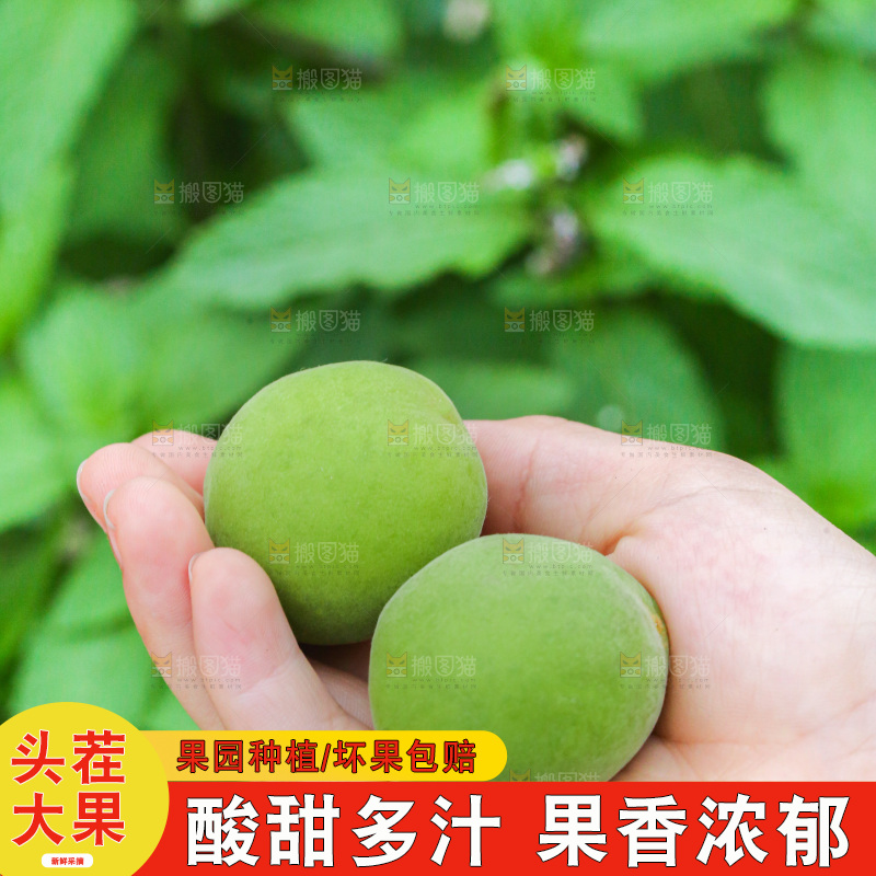 手里拿着新鲜青梅