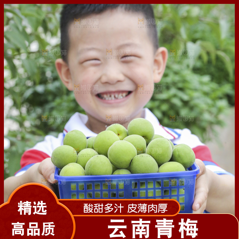 手里拿着新鲜青梅