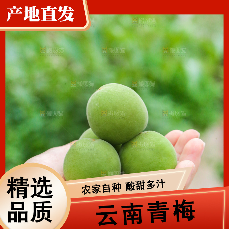 手里拿着新鲜青梅