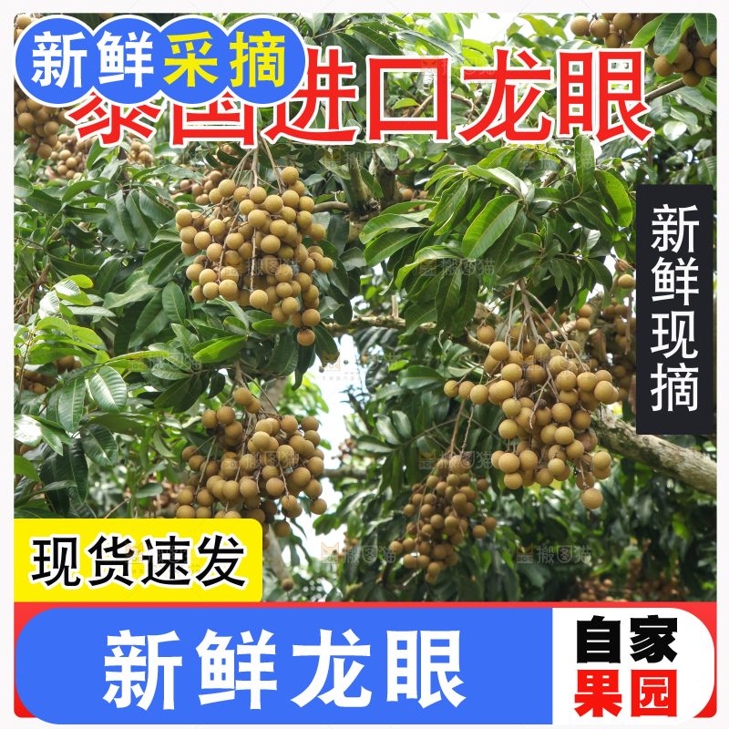 泰国龙眼主图