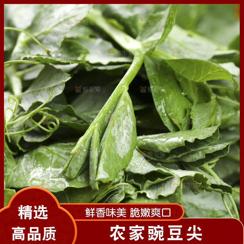 深底上的豌豆苗