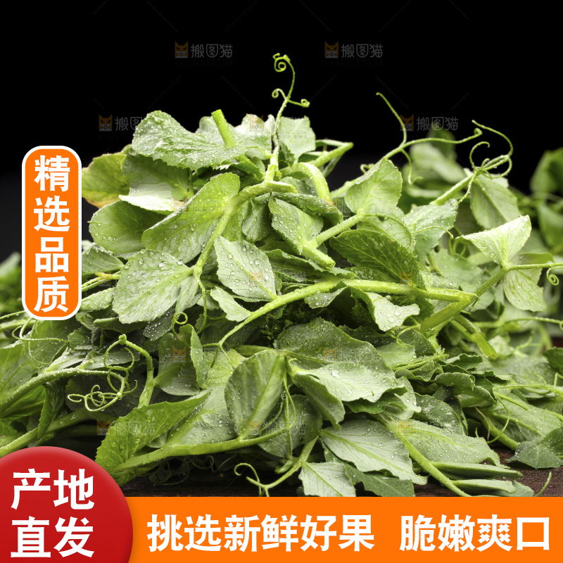 深底上的豌豆苗