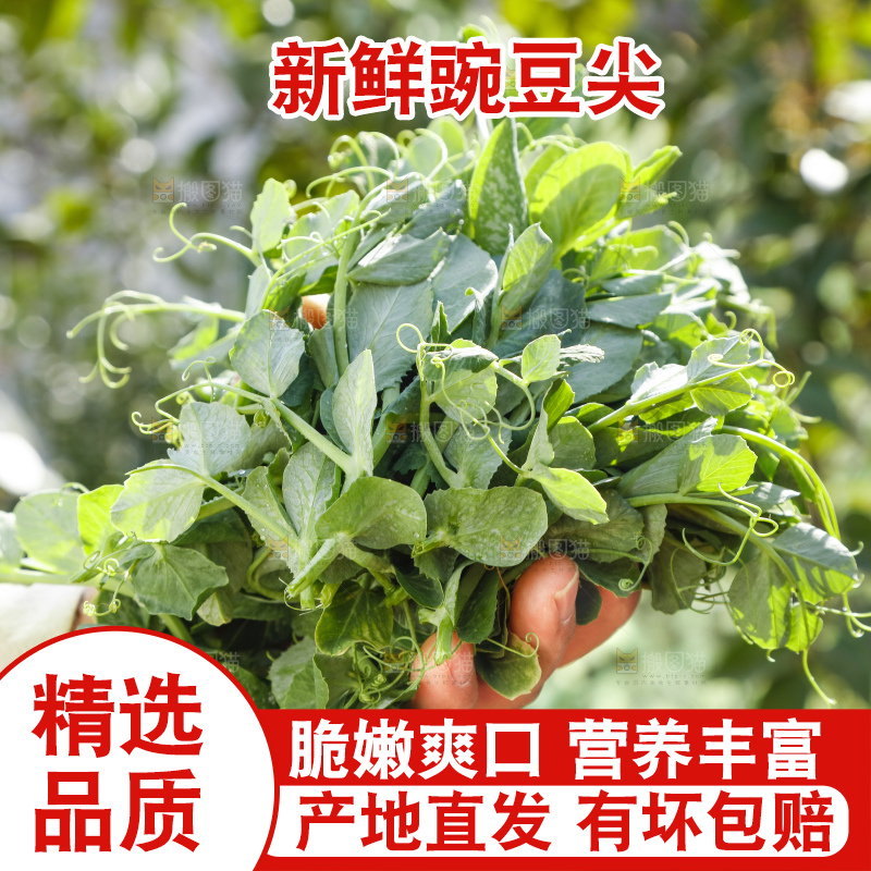 深底上的豌豆苗
