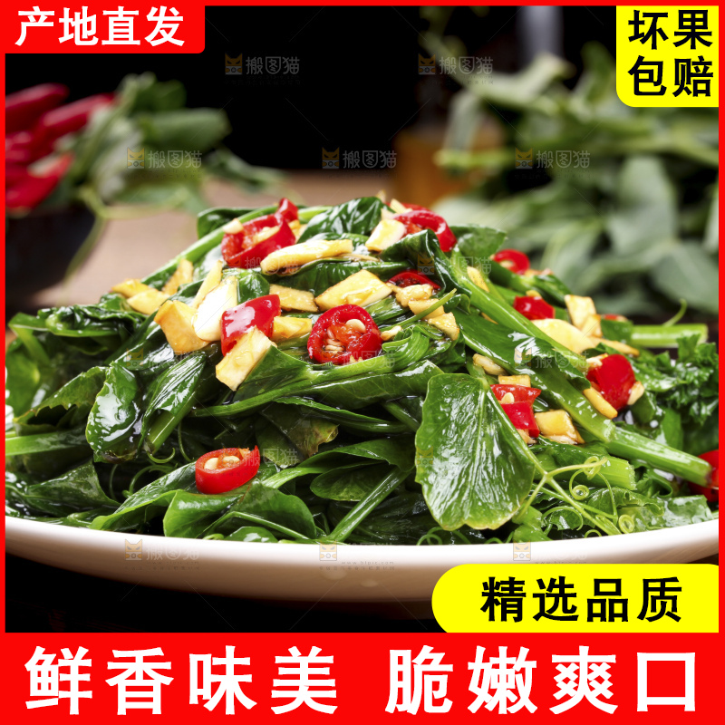 深底上的豌豆苗