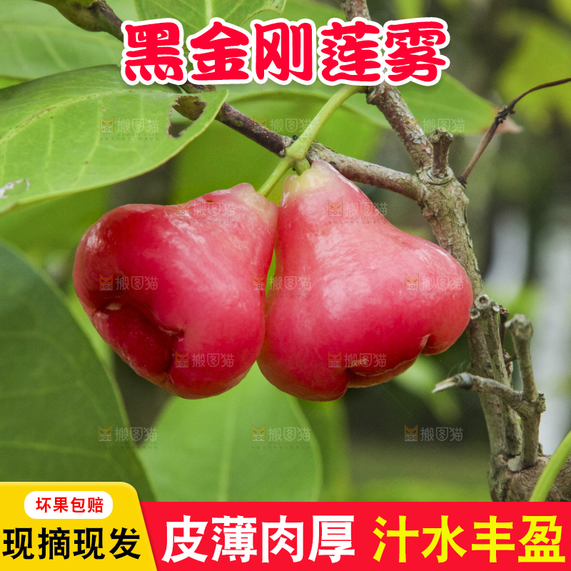 浅底上的莲雾