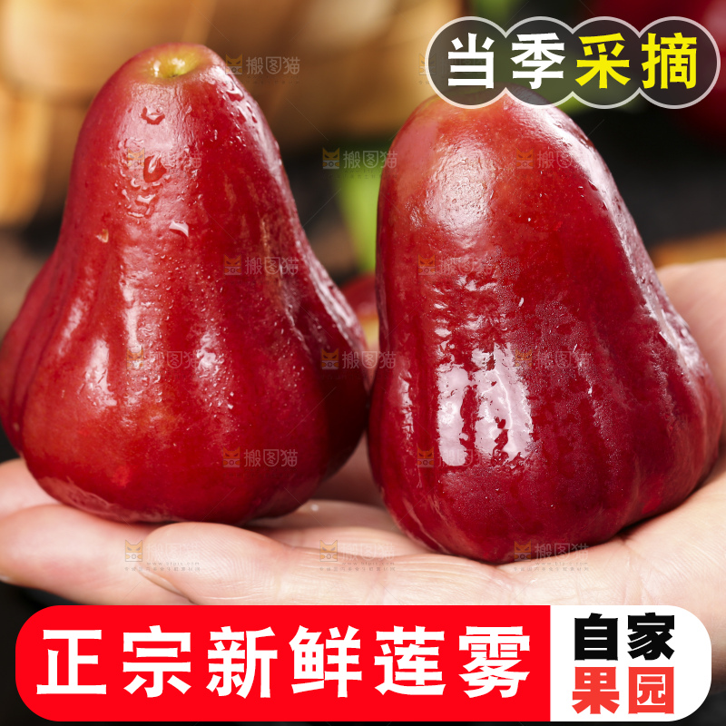 浅底上的莲雾