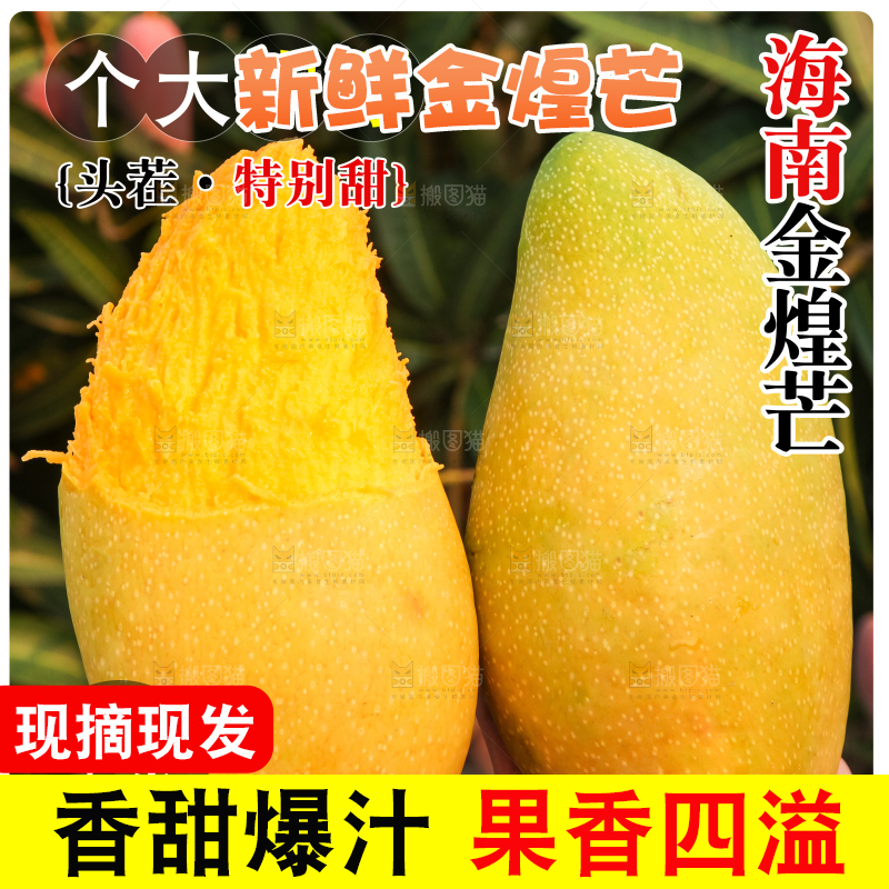 金煌芒主图