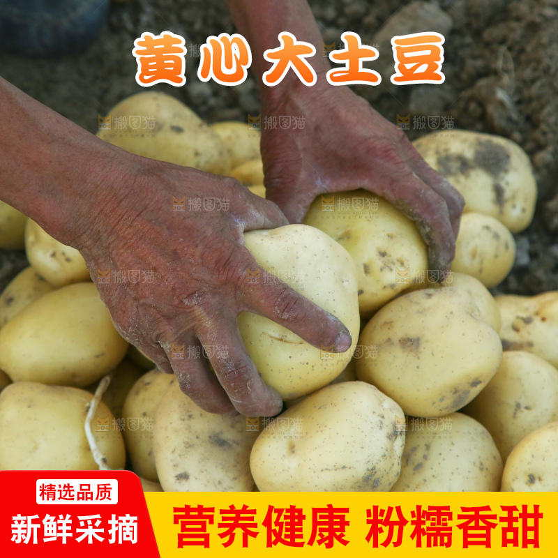 地里的新鲜土豆