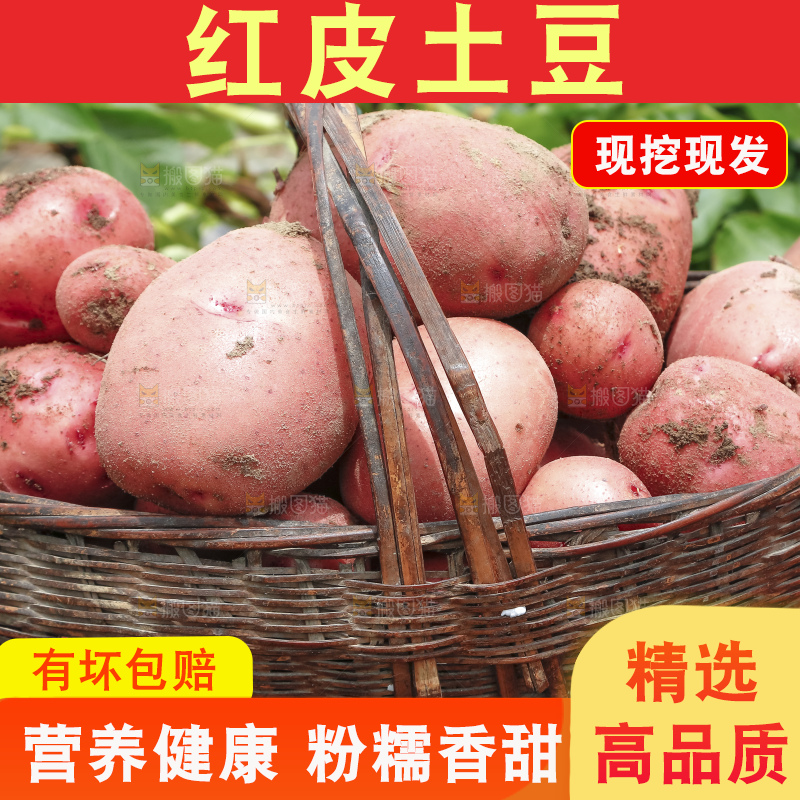 地里现挖红皮土豆