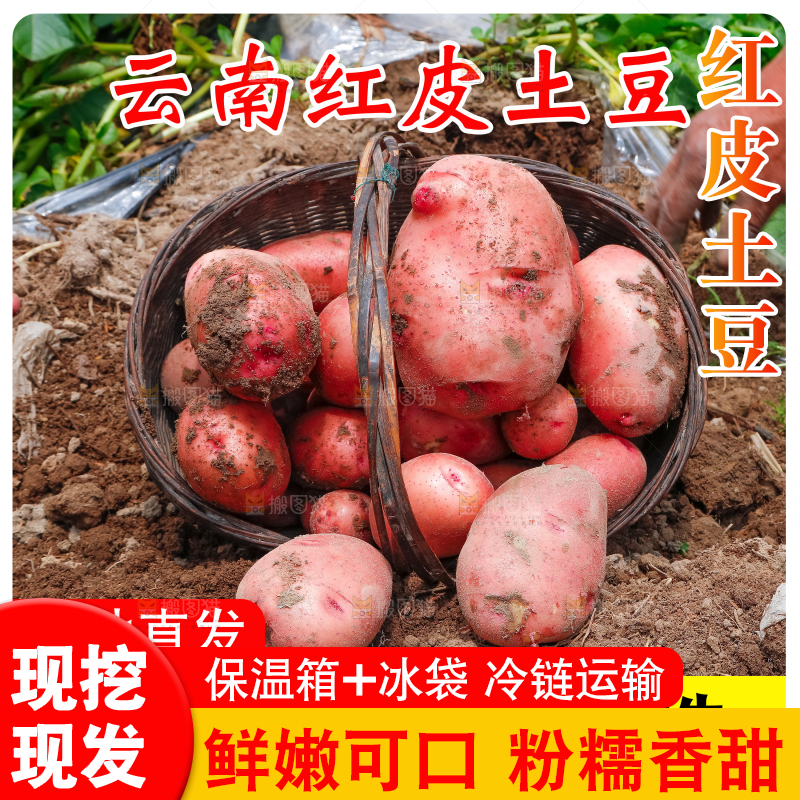 红皮土豆主图