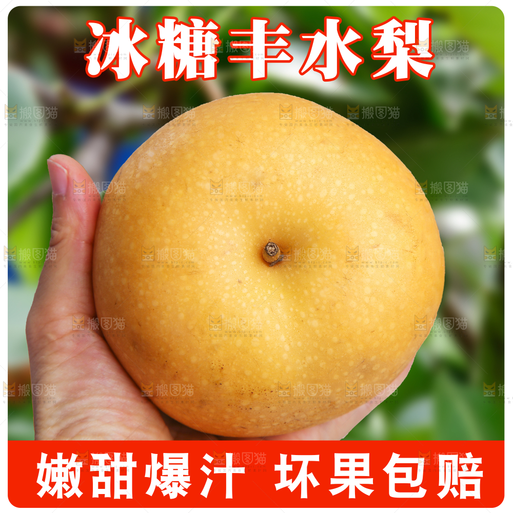 丰水梨主图