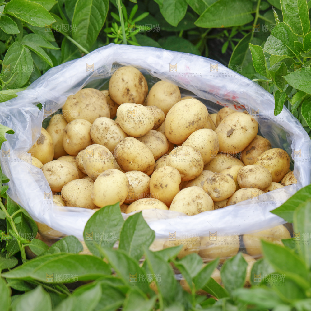 地里的新鲜土豆
