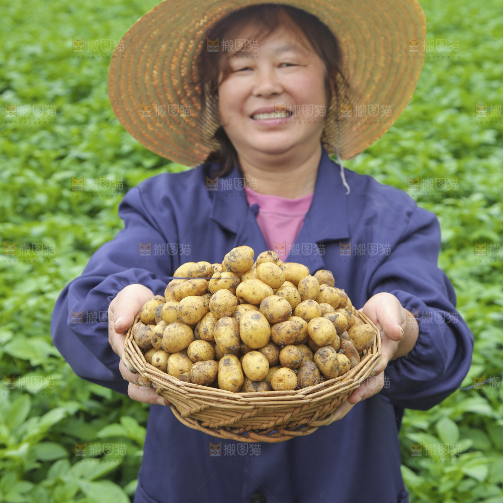 田地里的黄皮小土豆