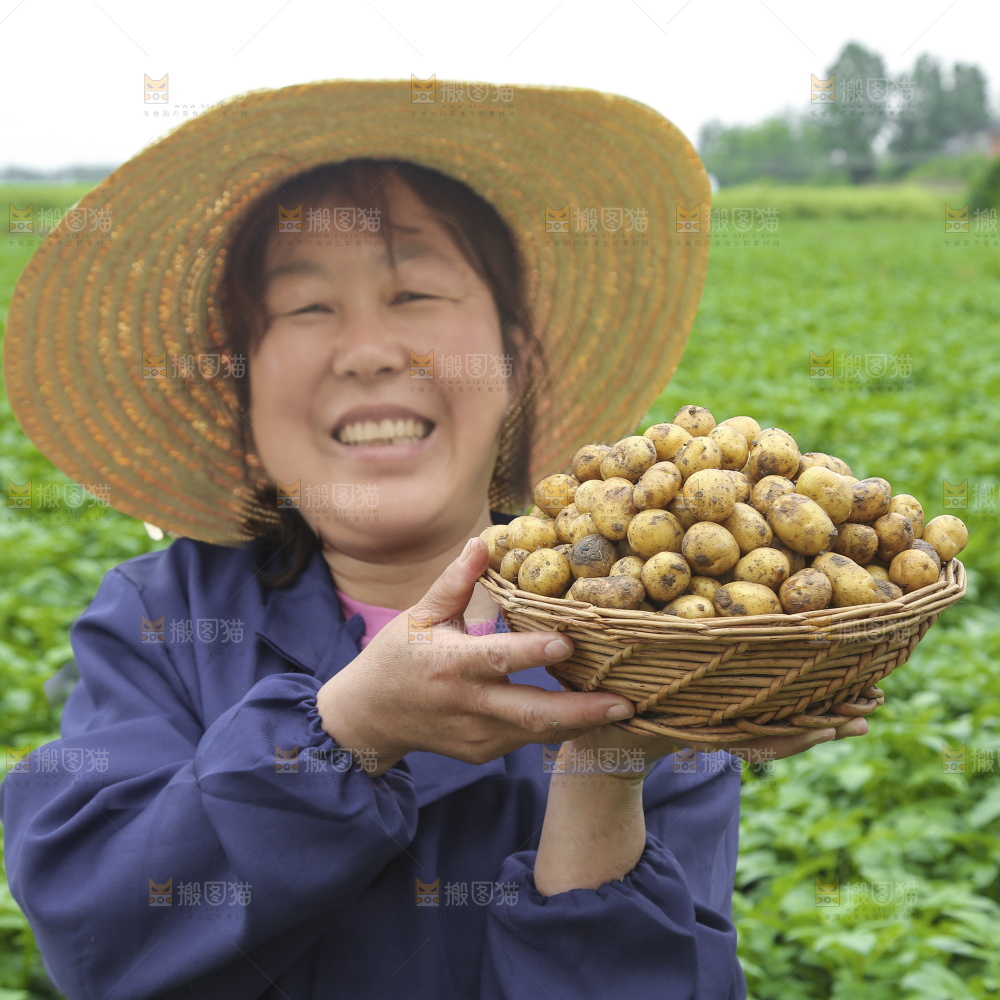 田地里的黄皮小土豆