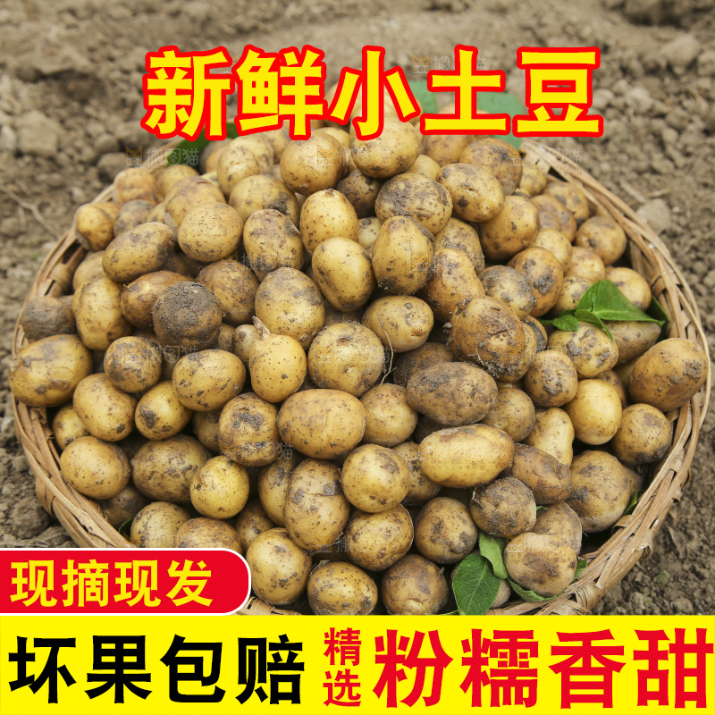 田地里的黄皮小土豆