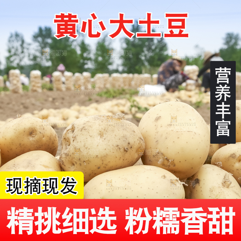 地里的新鲜土豆