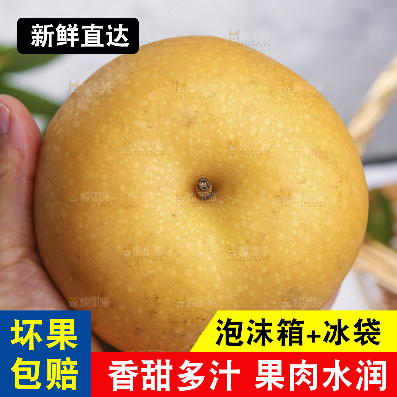 浅底上的丰水梨