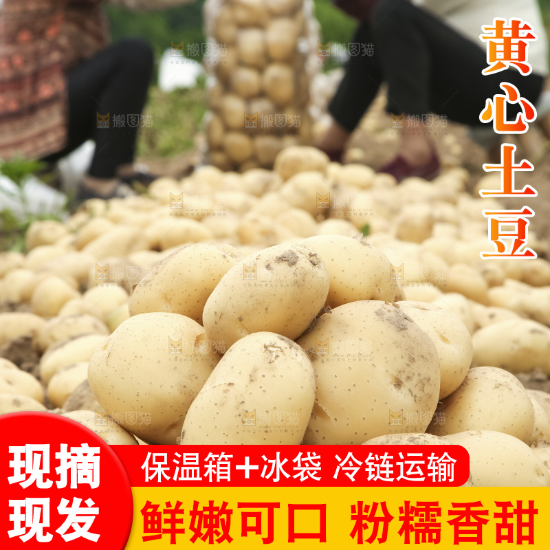 地里的新鲜土豆