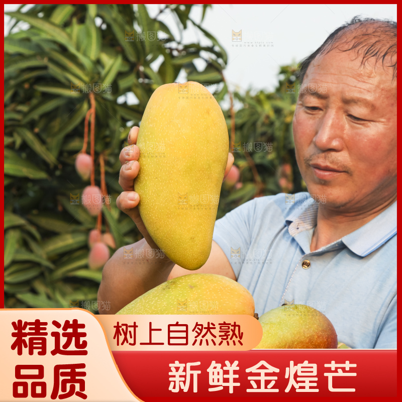 手里拿着金煌芒