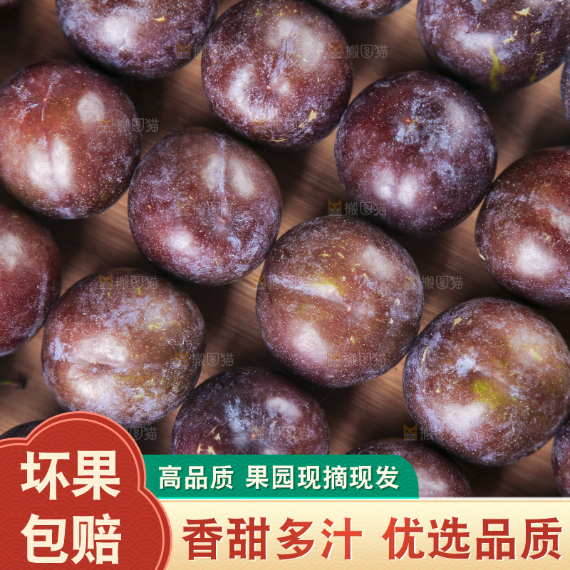 浅底上的五月脆李