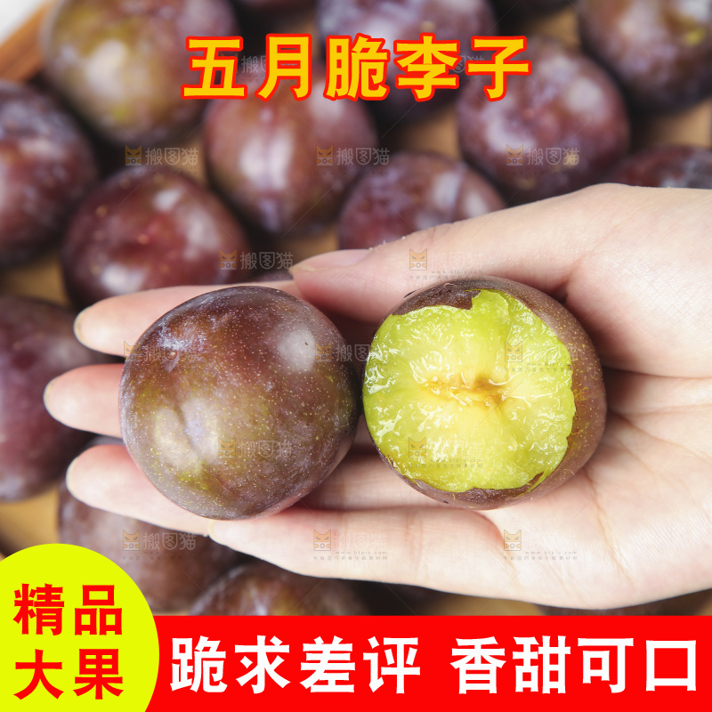 浅底上的五月脆李