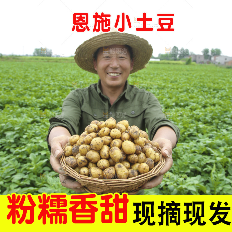 田地里的黄皮小土豆