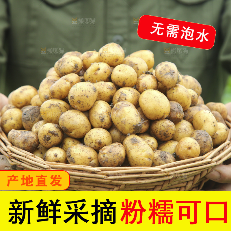 田地里的黄皮小土豆