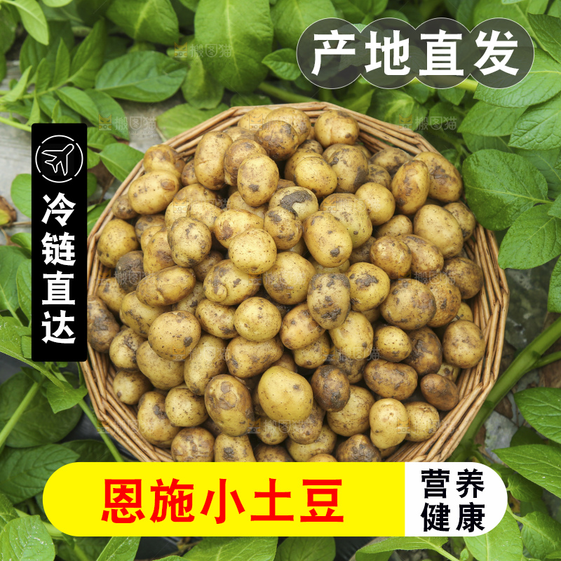 田地里的黄皮小土豆