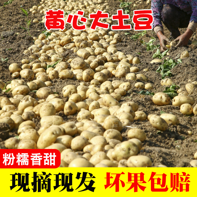 地里的新鲜土豆