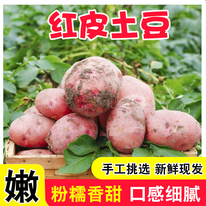 地里现挖红皮土豆