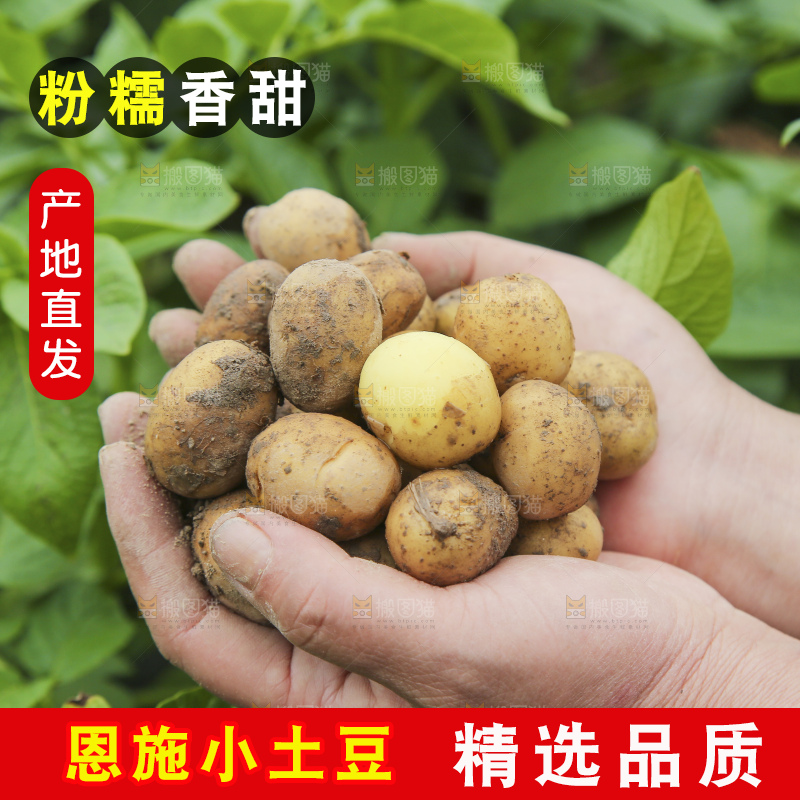 田地里的黄皮小土豆