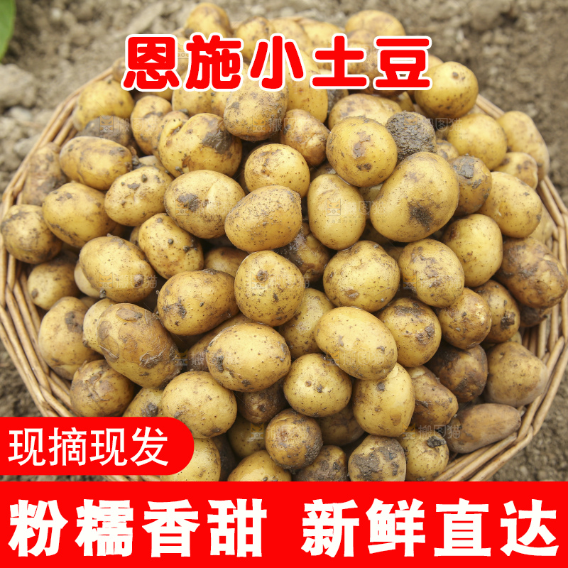 田地里的黄皮小土豆