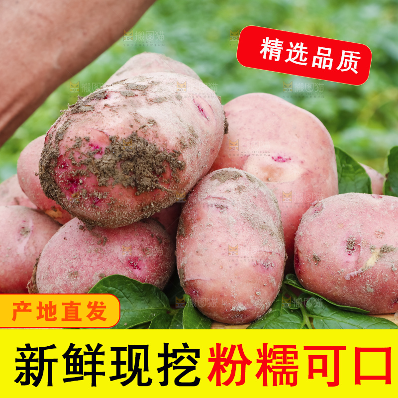 地里现挖红皮土豆