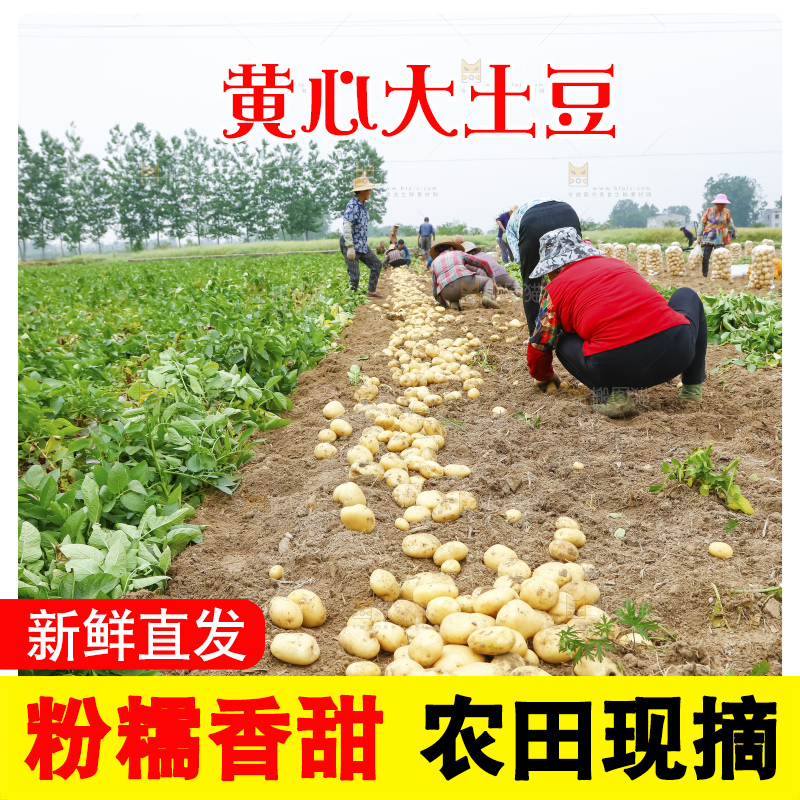 地里的新鲜土豆