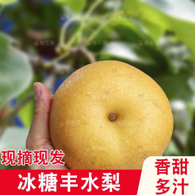 浅底上的丰水梨