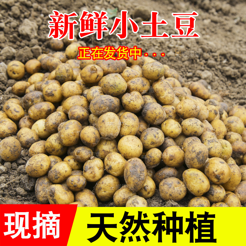 田地里的黄皮小土豆