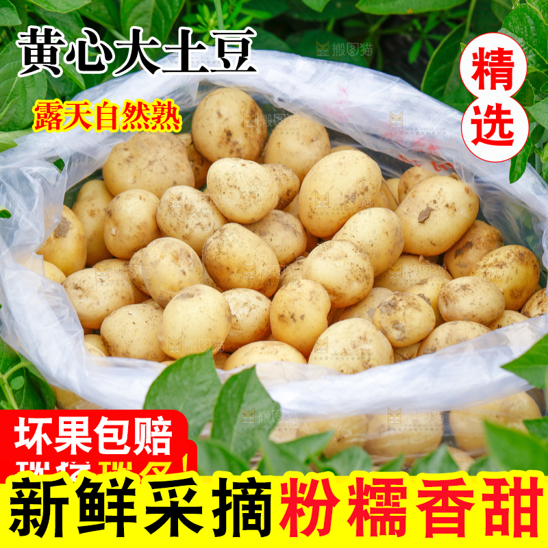 新鲜大土豆主图