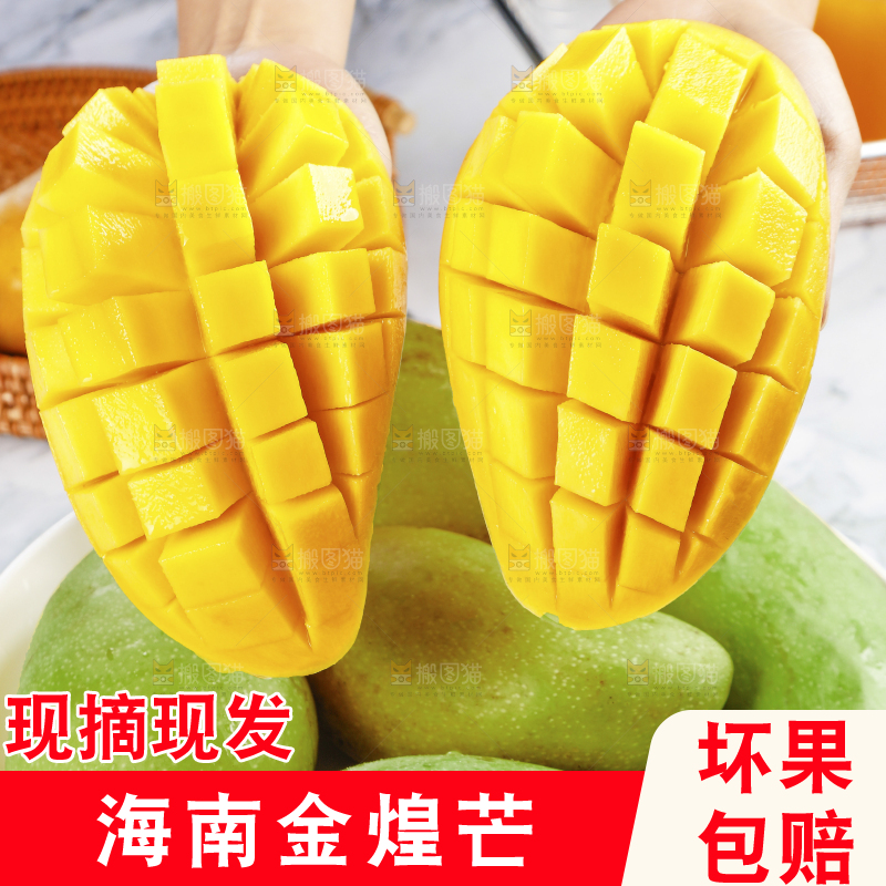 浅底上的绿皮金煌芒