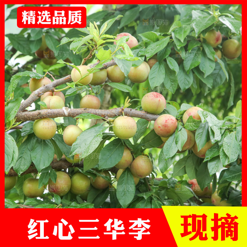 树上的李子