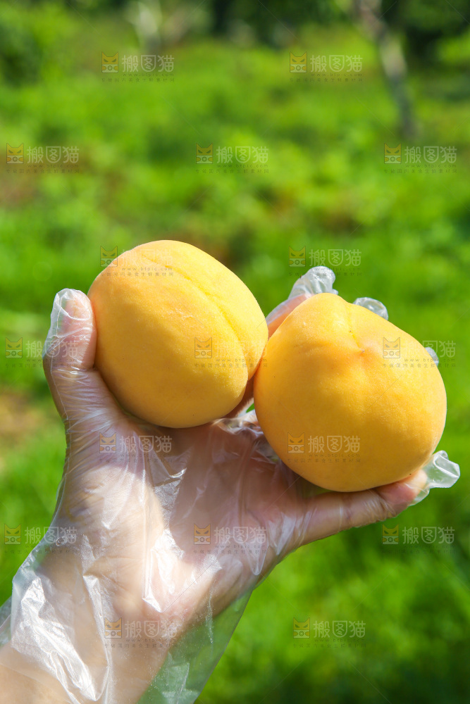 手里拿着黄毛桃