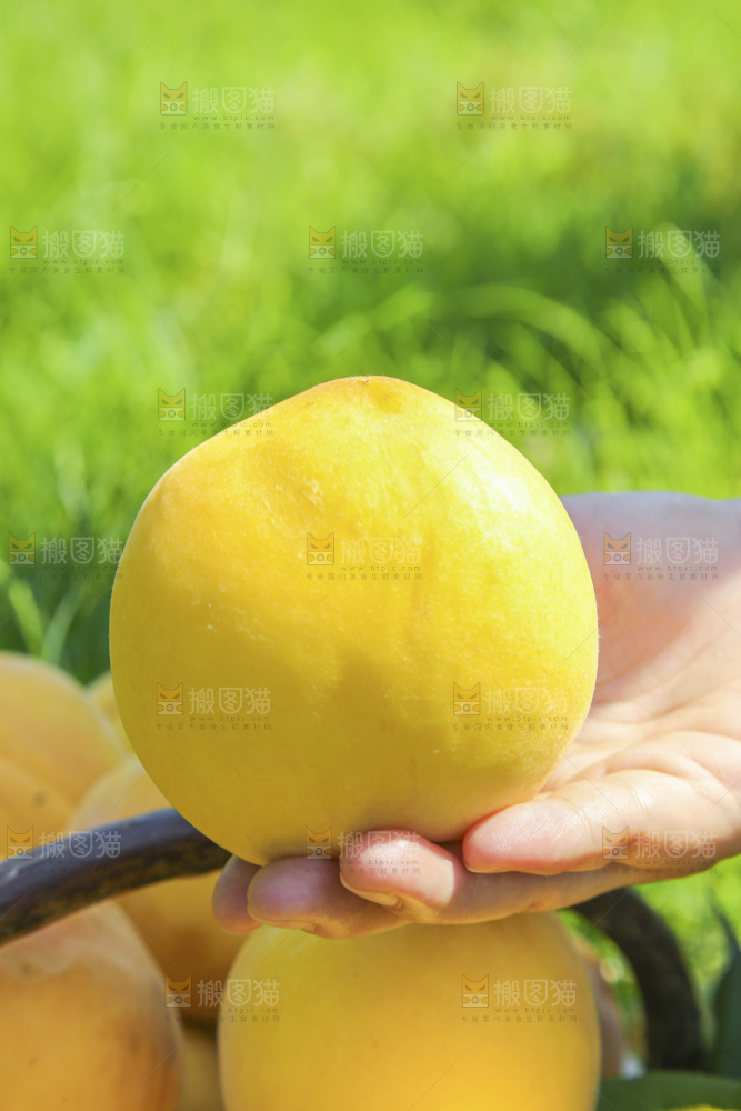 黄桃