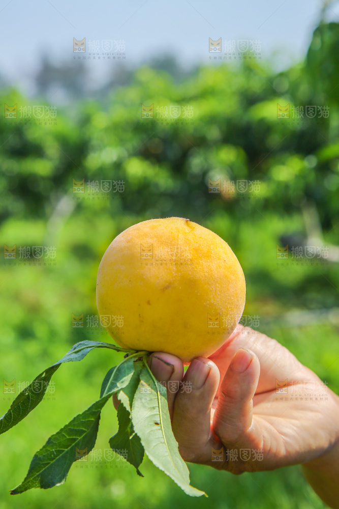 手里拿着黄毛桃